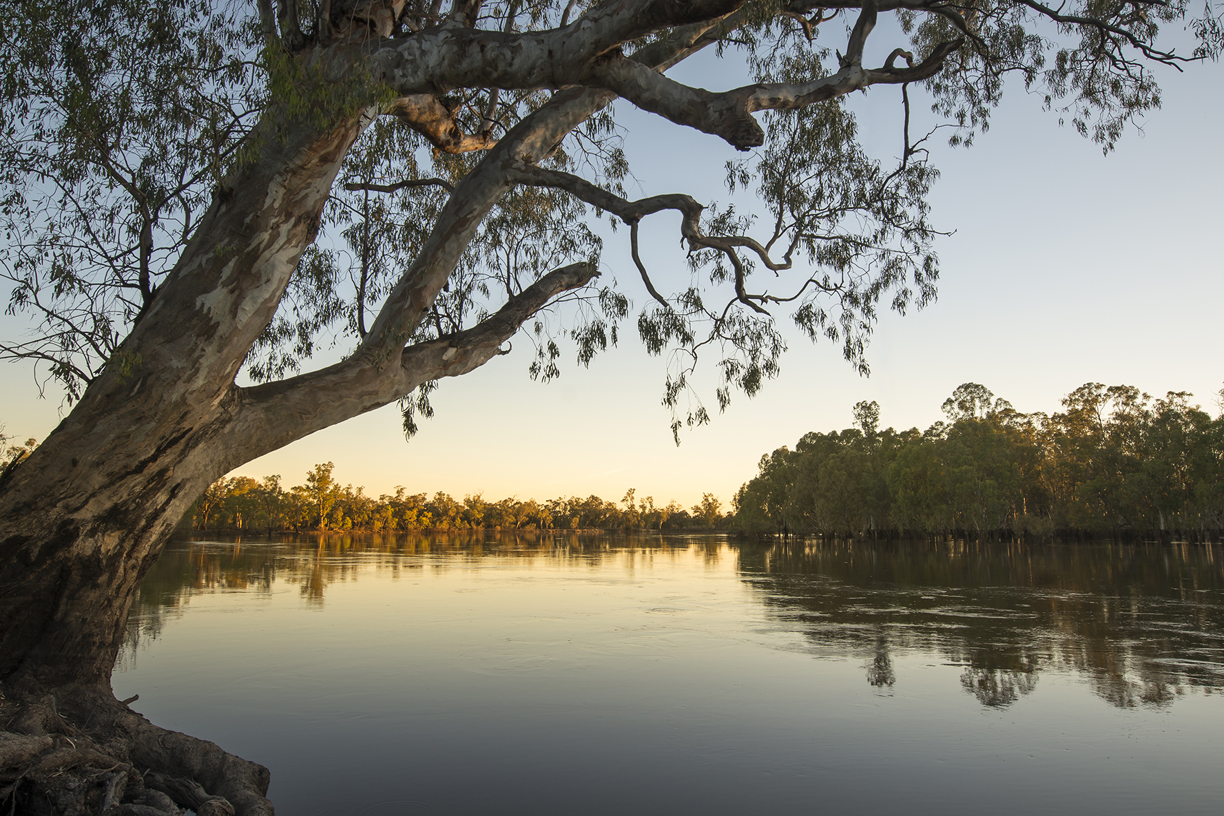 The still waters of the Murray River at dawn.