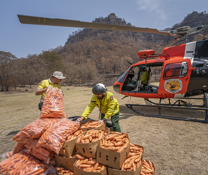 Two staff are handling several large bags of carrots while a red chopper waits for them in the background.