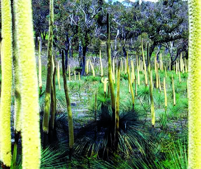Grass trees with long thin leaves sprouting in all directions and tall yellow spear-like flowers sticking straight up. Some are charred but many are growing back green.