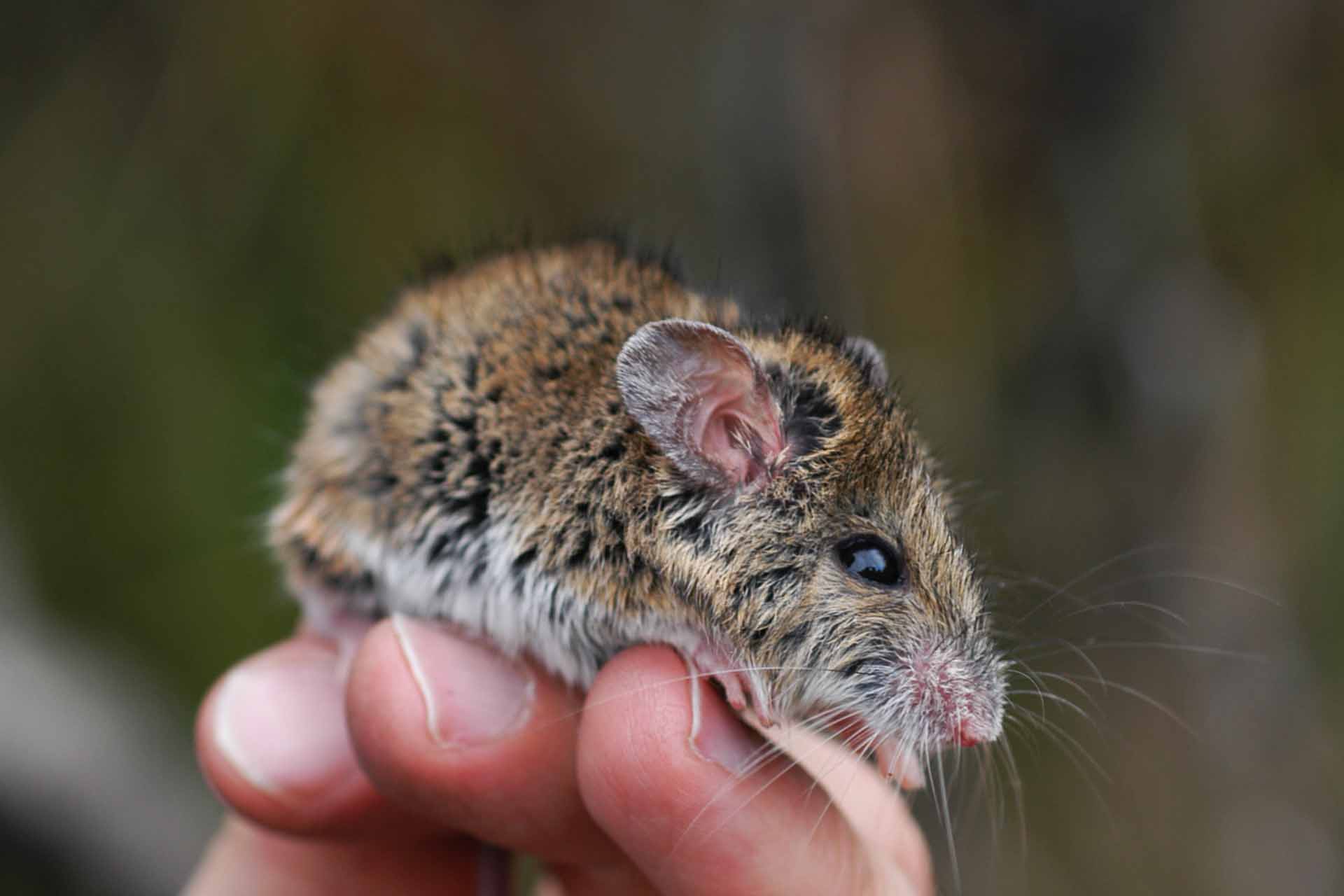 Small marsupial mouse balanced on three fingers