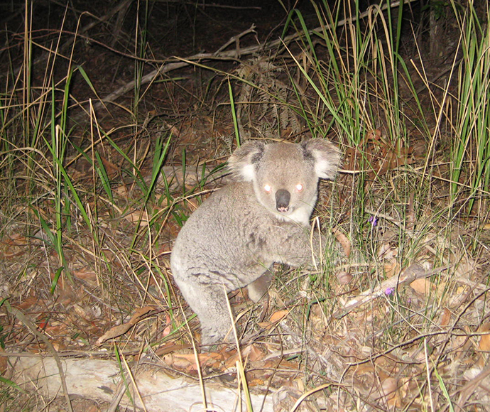 koala standing on the ground surrounded by grass and vegetation at night. The koala is looking directly at the camera, which adds an engaging focal point. Flash lighting highlights the koala’s fur and features, creating contrast with the surrounding darkness of its natural habitat.