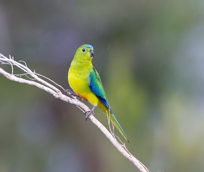 Orange-bellied Parrot sitting on a branch. Mostly yellow with blue, red and green markings. 