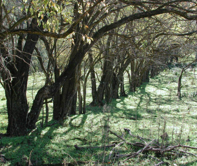 A line of leaning trees with sparse leaves casts intricate shadows on a sunlit, grassy ground. The scene conveys a sense of tranquillity and natural beauty.