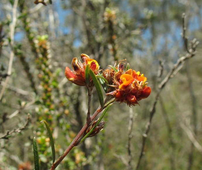 Close-up of a Parris' Bush-pea flower, in Wadbilliga National Park. 