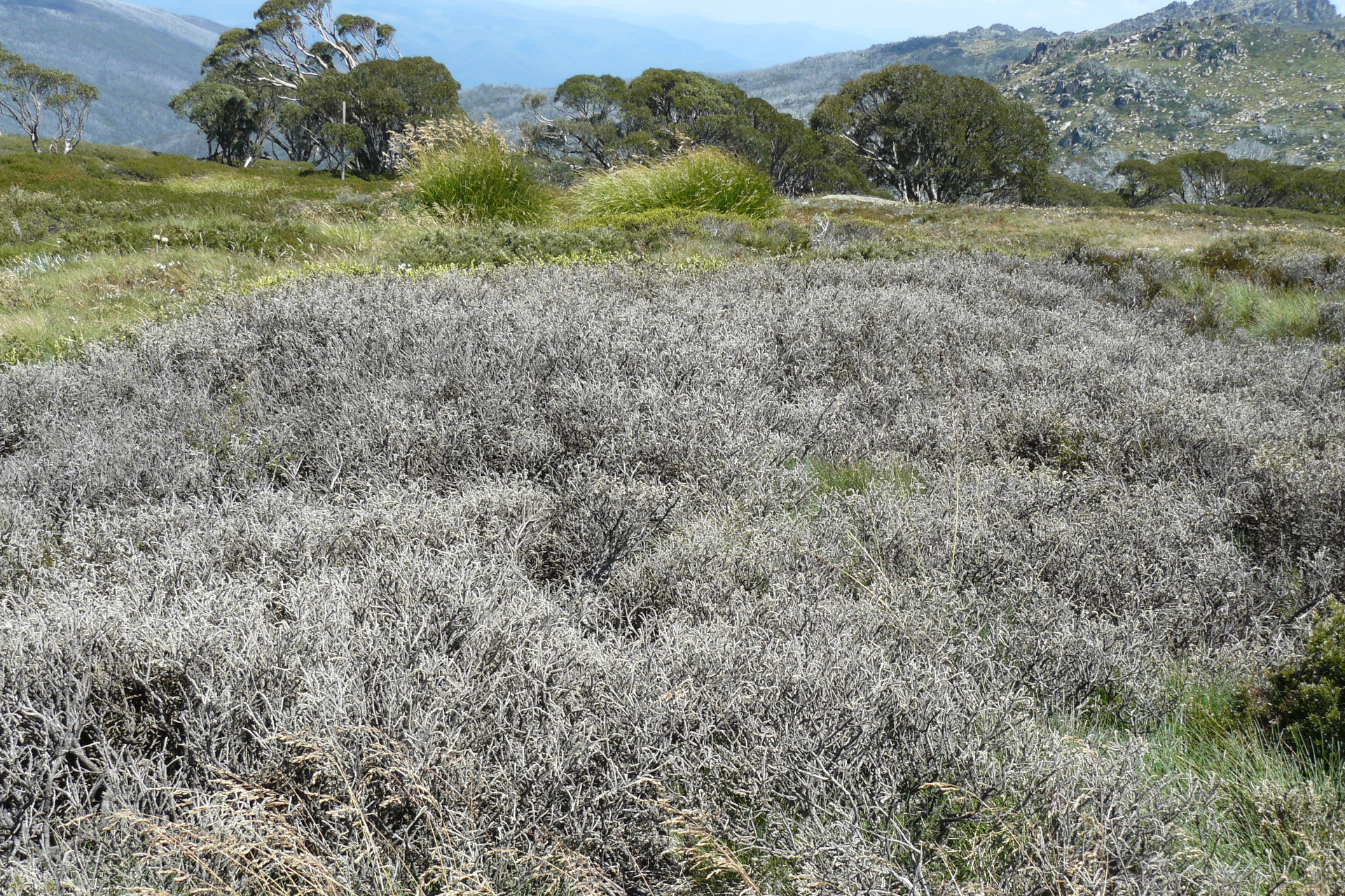 Landscape showing a dense patch of grey, leafless shrubs in the foreground which has been infected with Phytophthora cinnomoni. The background features rolling hills covered with green grass and scattered trees. The sky is clear, and the distant mountains are faintly visible under a light blue sky.