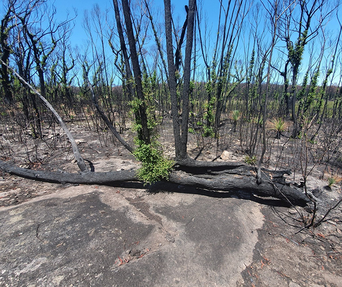 A fallen burned tree with new green growth, against a backdrop of a forest of charred black trees.