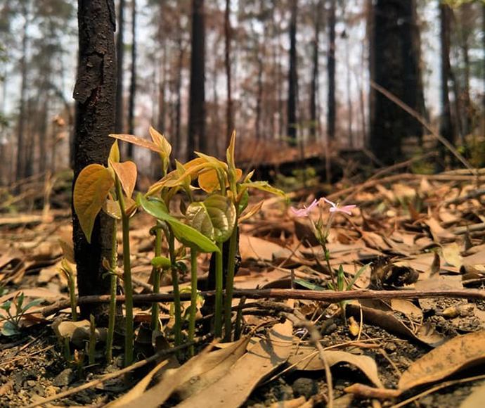 Small green shoots coming up from the burned ground and forest.