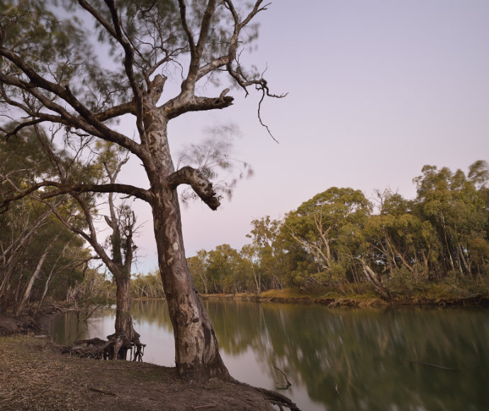 A river red gum leans over a calm, reflective river surrounded by dense greenery. The sky is a soft pink, adding a tranquil, serene mood.