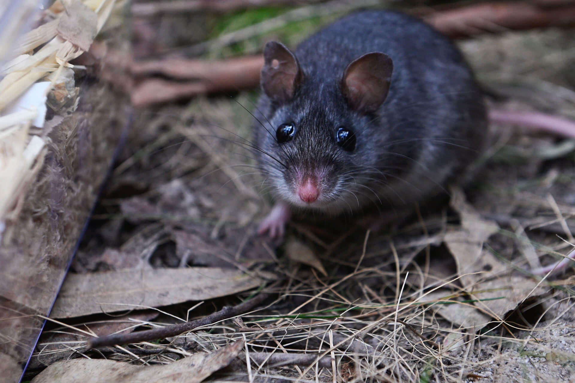 A healthy marsupial mouse sitting on leaf litter, staring directly at camera