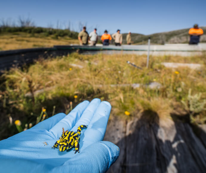 A small bright yellow and black frog held in the palm of a person's hand.
