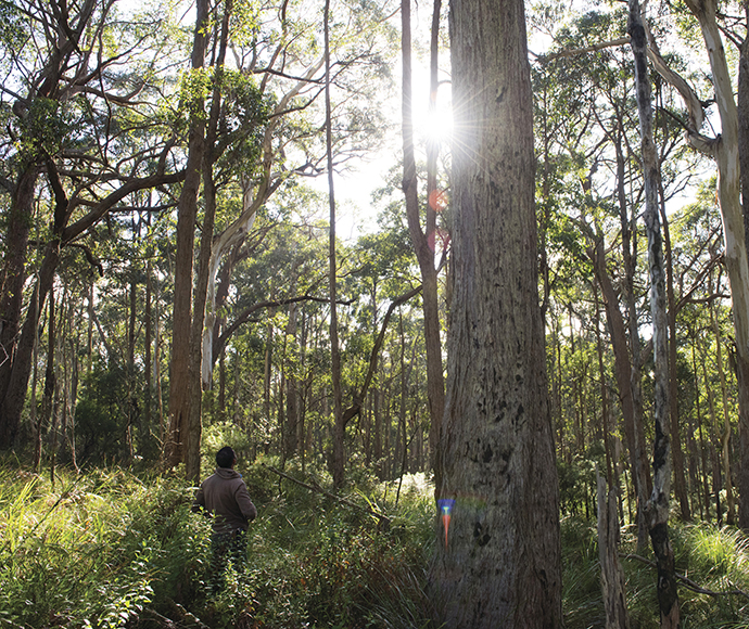 A dense forest scene with tall trees and lush foliage, illuminated by sunlight filtering through the branches. The interplay of light and shadow creates a serene atmosphere. Among the trees, a person is visible, partially obscured by the vegetation, adding a subtle human element to the natural beauty.