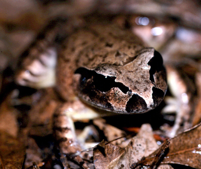 Close-up of a camouflaged frog blending in with leaf litter on the forest floor.