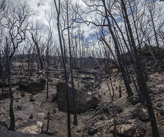 Ash burnt area of dead trees in Warrumbungle National Park