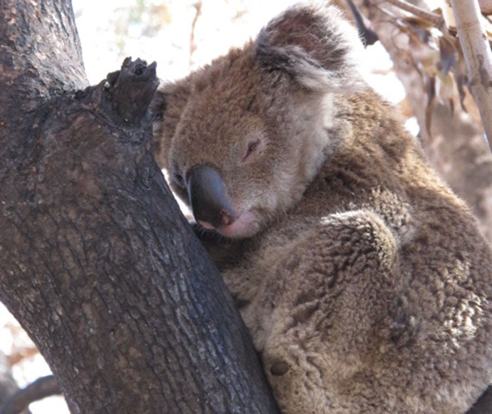 Koala asleep in the fork of a tree that has been burnt.