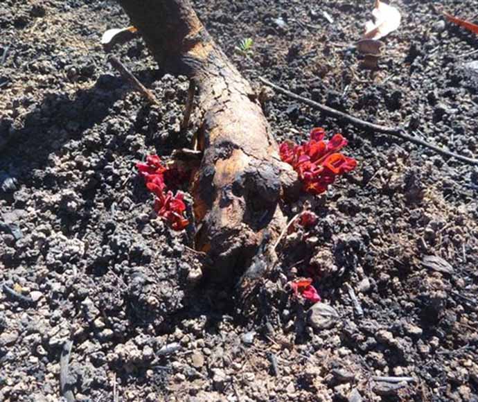 A tree root growing bright-red fresh offshoots.