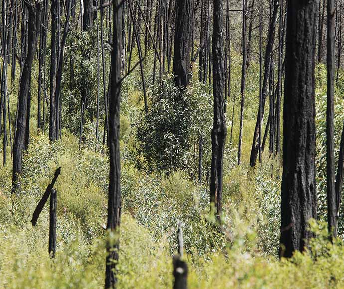 Tall blackened trees stick out above fresh green shoots.