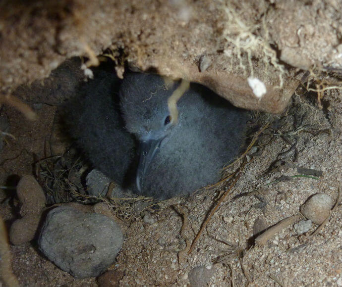 Wedge-tailed shearwater (Puffinus pacificus) nestled within its underground burrow, surrounded by earthy textures and sparse vegetation.