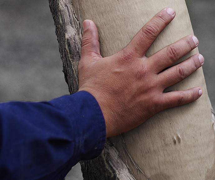 Close-up of a hand holding onto a tree. 