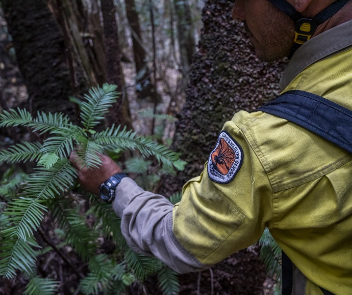 A staff member wearing a bright yellow National Parks uniform examines fresh offshoots from a Wollemi Pine.