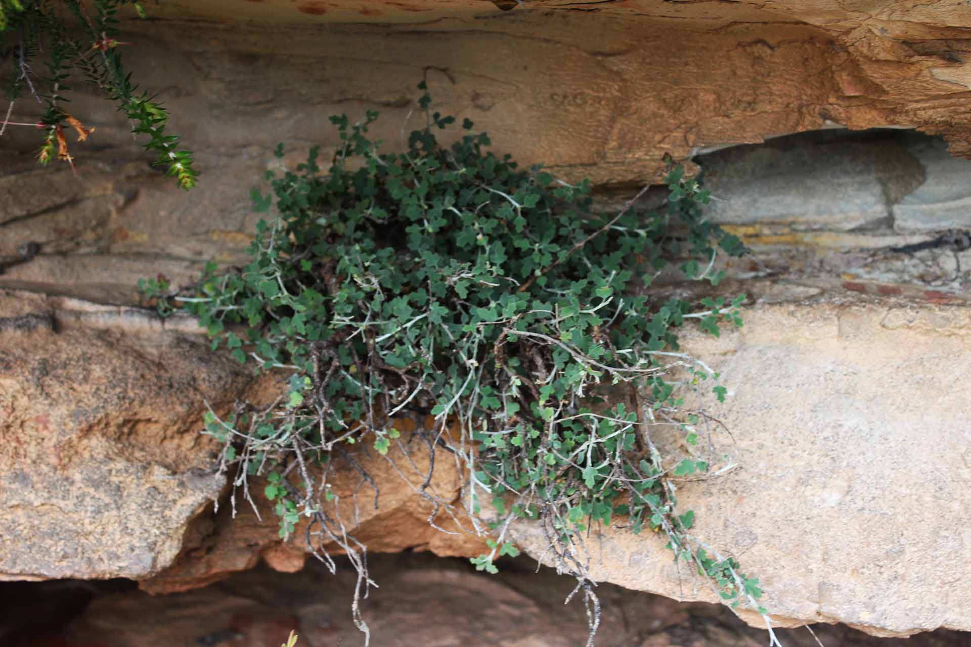 green ground-cover type plant, clinging to a rockface