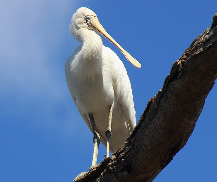 Yellow-billed spoonbill (Platalea flavipes) stands on a branch