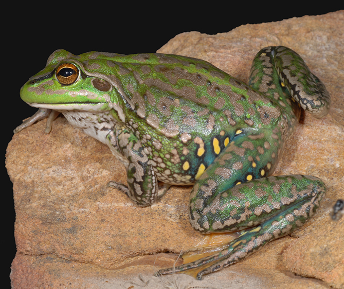 Yellow-spotted bell frog sitting on a rock.