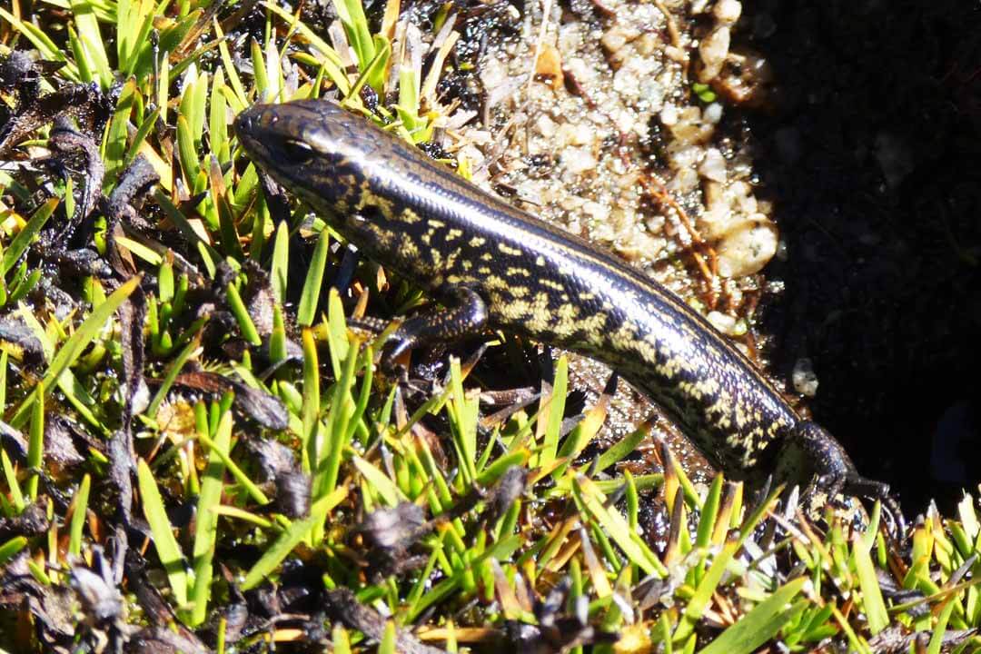 A lizard with yellow marking climbs out of a hole.