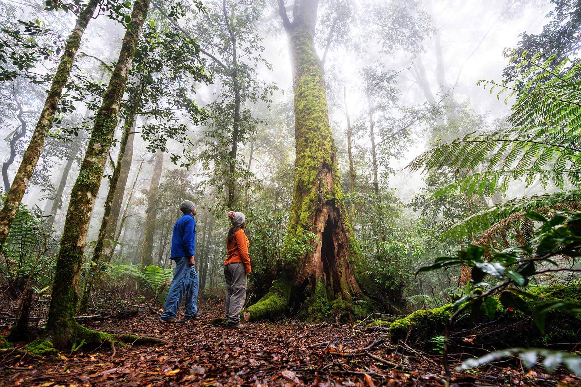 Two hikers on a track gazing up at a large moss-covered tree