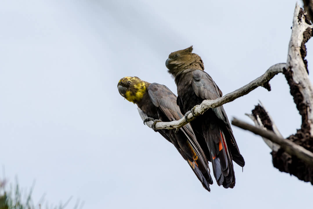 A pair of glossy black-cockatoos on a bare branch.