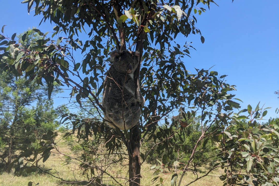 A mid-shot of a koala in a sapling, with their face toward the camera