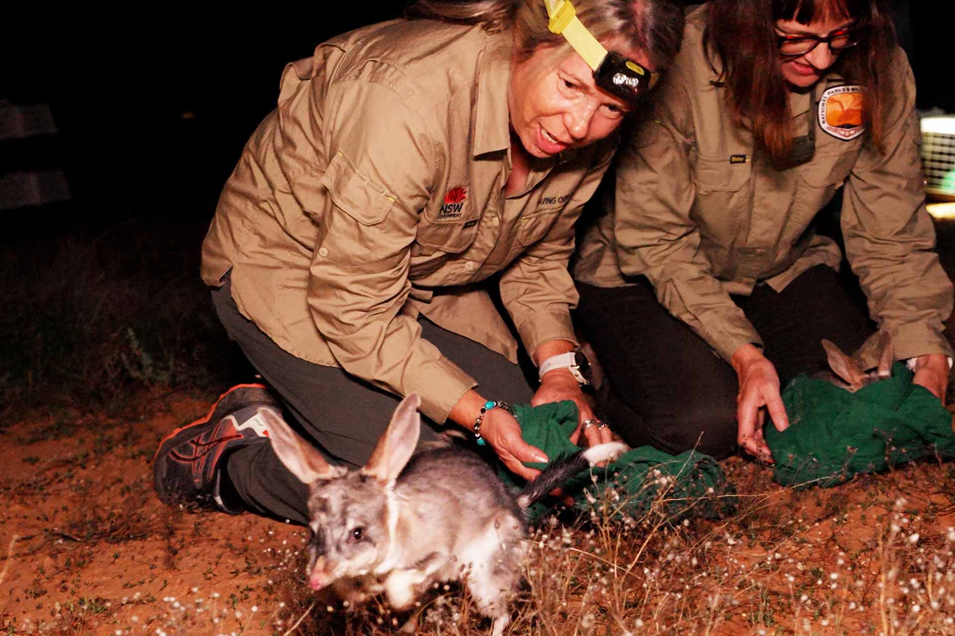 Staff release two bilbies from bags into the park, one bilby bounding towards camera
