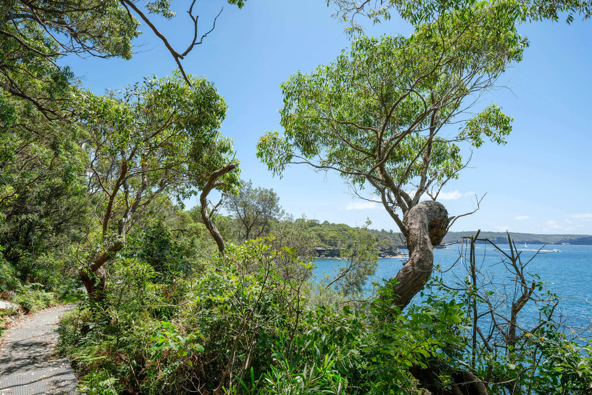 A scenic view of the Middle Head – Gubbuh Gubbuh to Georges Head walking track surrounded by lush green trees and vegetation, with a clear blue sky overhead and the calm waters of Sydney Habour visible in the background.