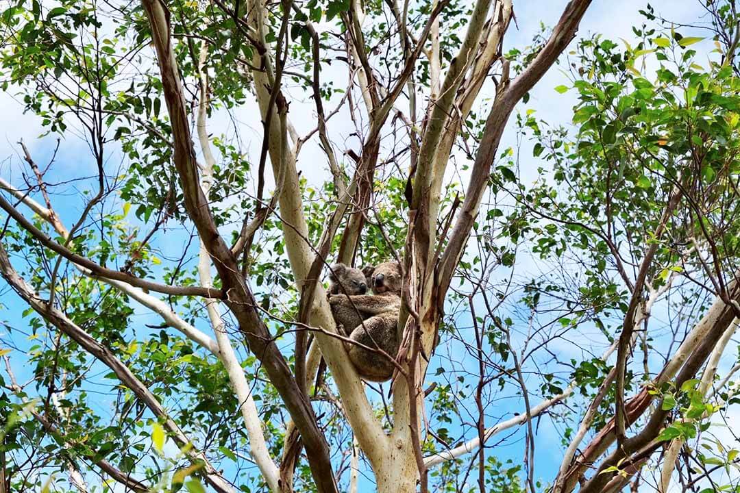 Mum and joey koala at Bootawa Dam