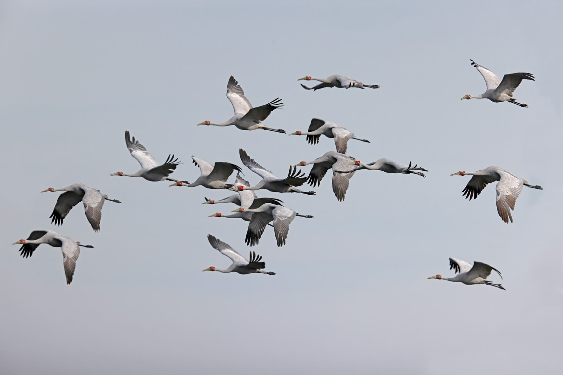 A flock of brolgas in flight, against a blue-grey sky