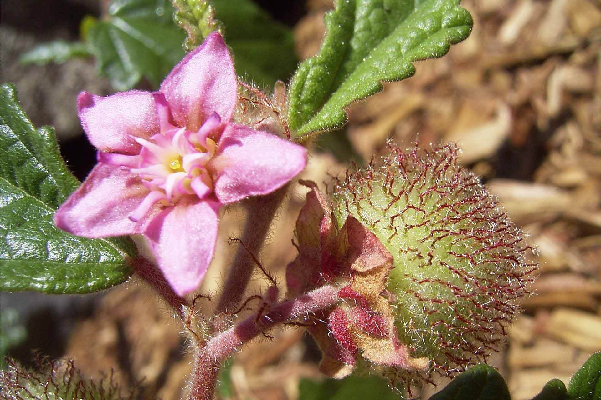 Five-pointed pink flower and spiky seed pod