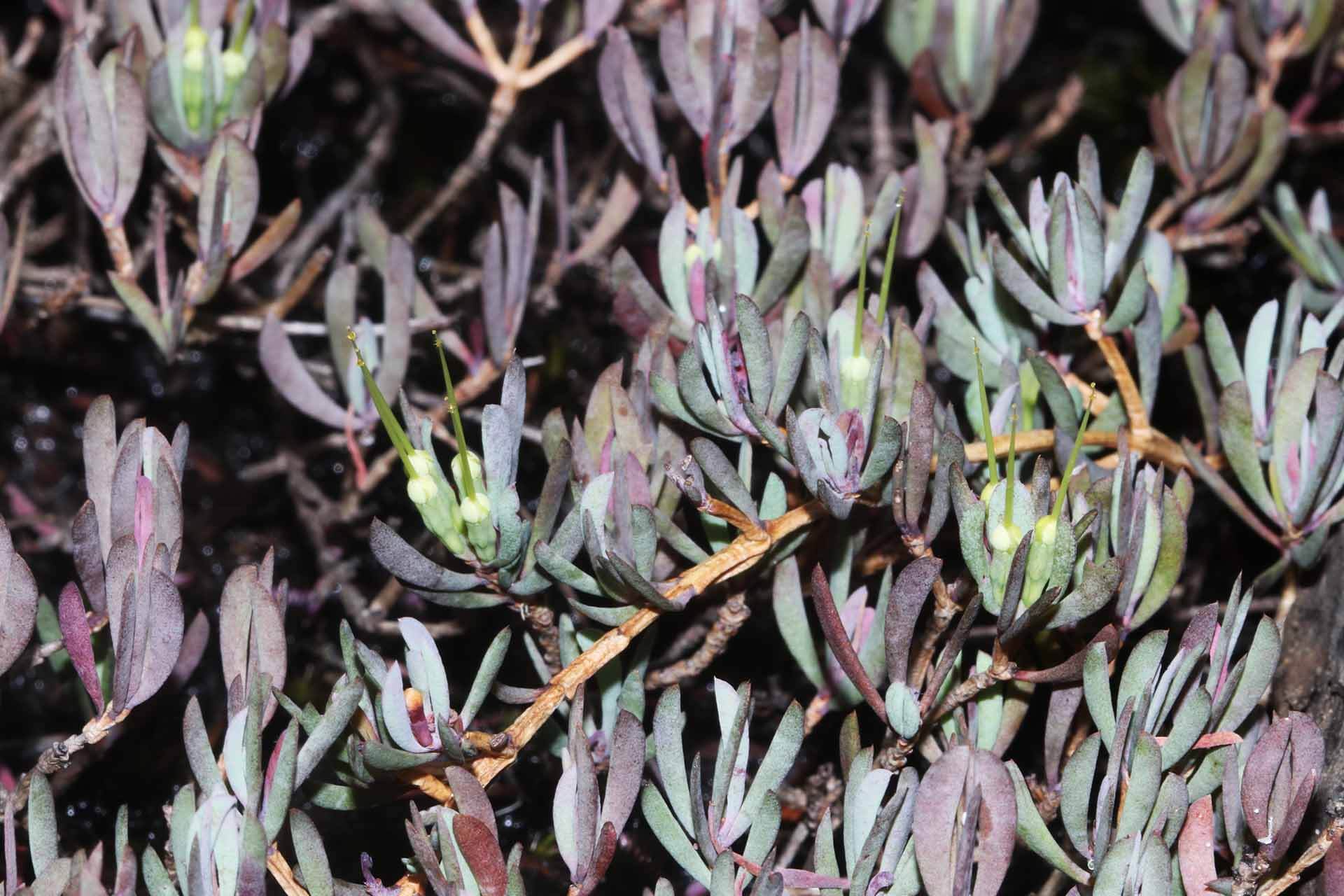 Fleshy grey-green spreading, prostrate shrub with ascending branchlets to 15 cm high