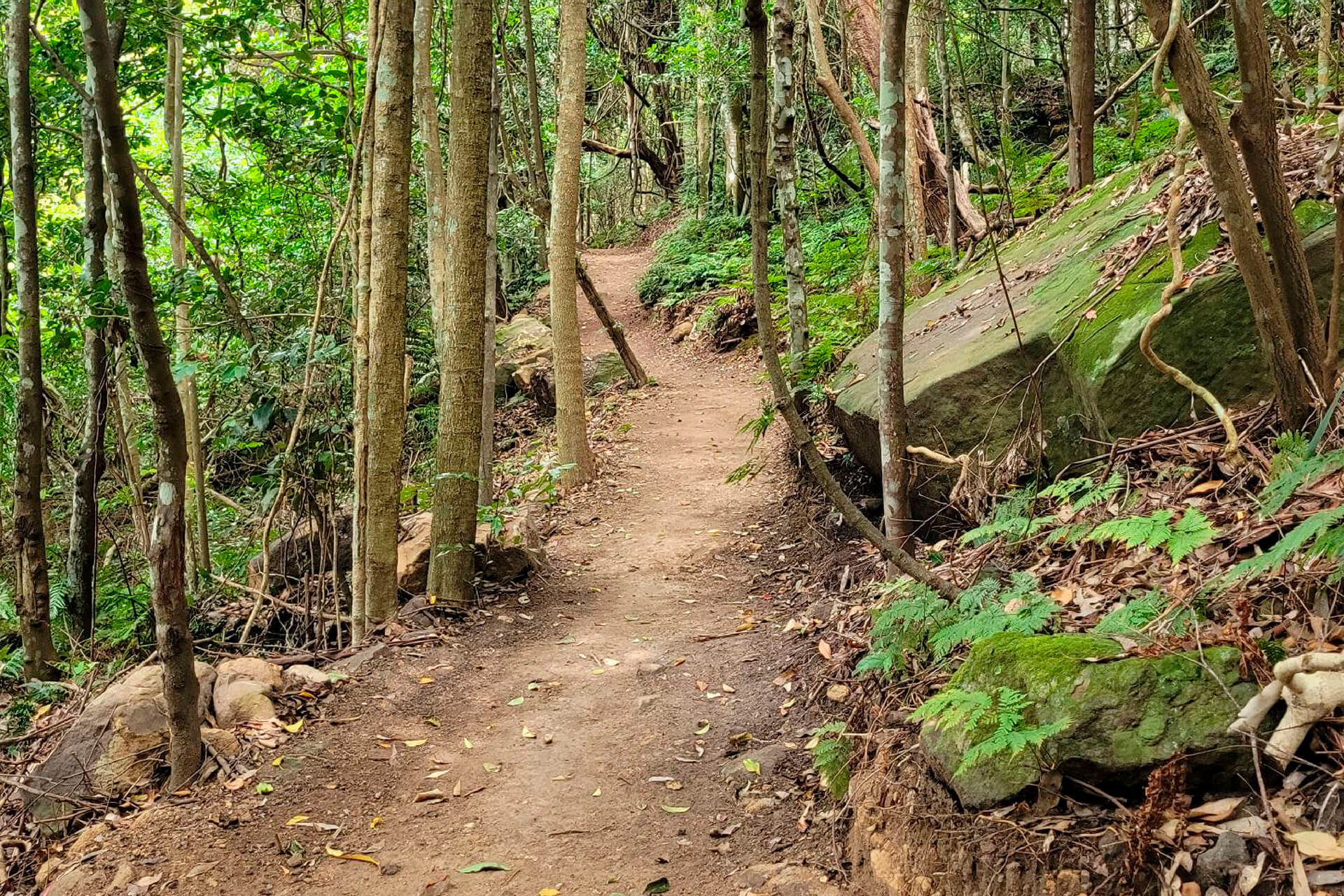 A dirt track winding through trees