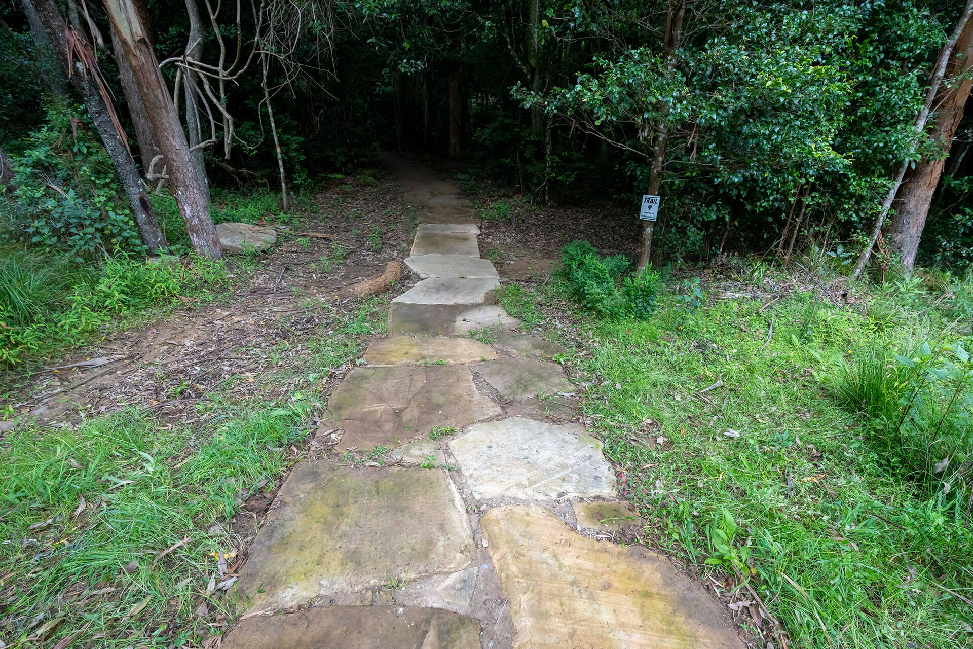 A rack paved path leading into a dark forest