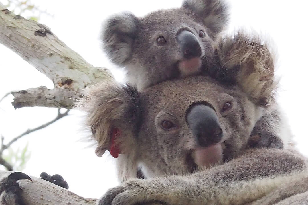 Koala and joey in tree