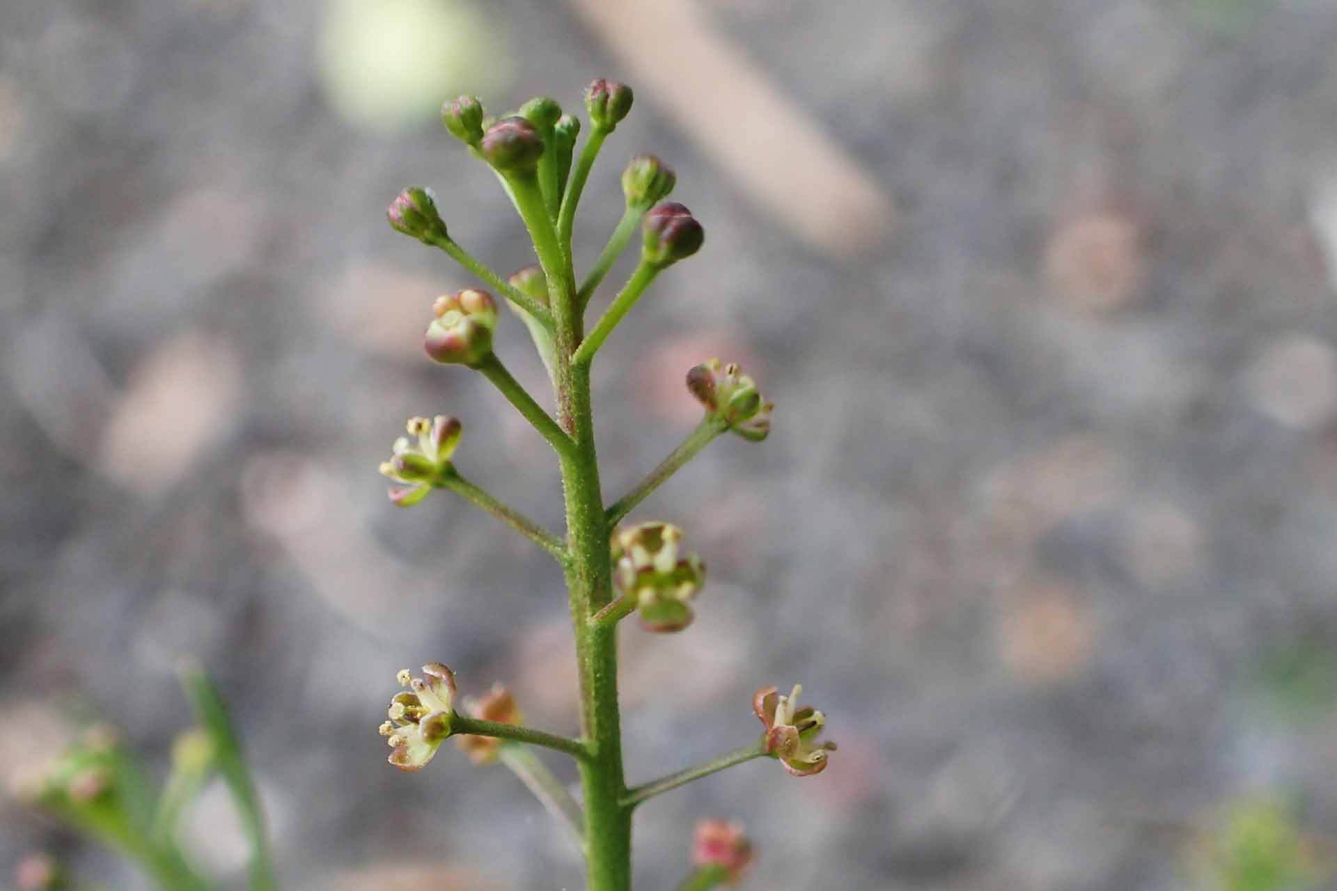 Small, erect, deep-rooted perennial herb, typically growing up to 15 cm tall charaterised by its papillose (warty) surface, basal leaves that are pinnately lobed with linear lobes, and stem leaves that are linear, entire, and slightly papillose.
