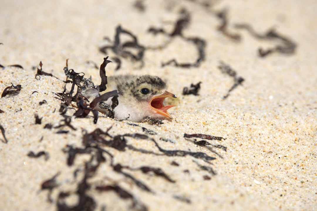 Little sand and seaweed coloured flufy chick peeping with open mouth