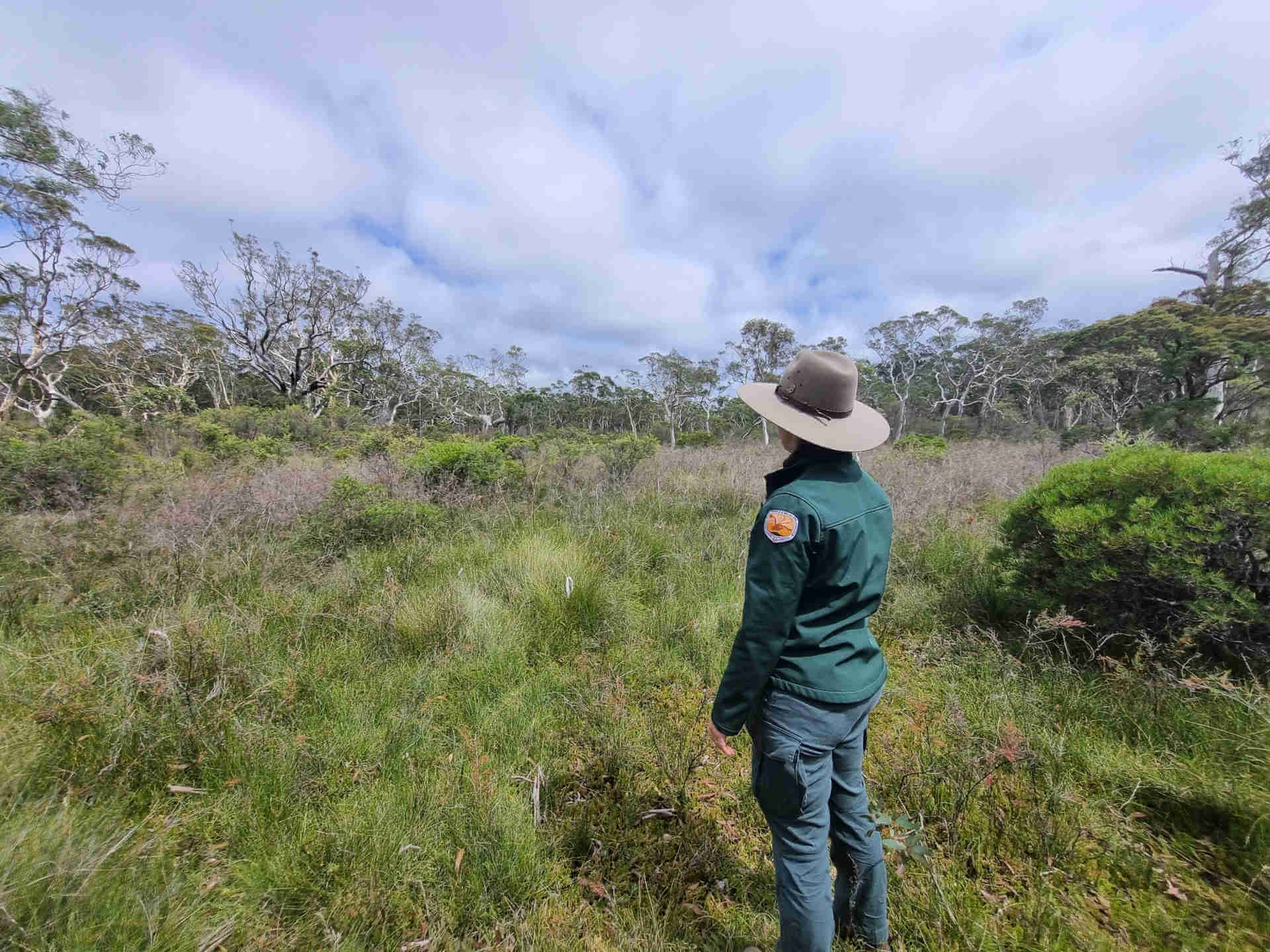 A NPWS officer standing in elusive pea habitat