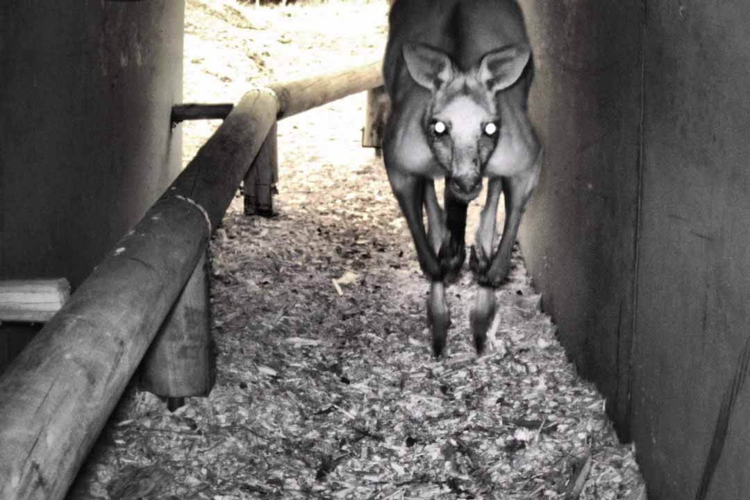 Large kangaroo hopping down a concrete tunnel