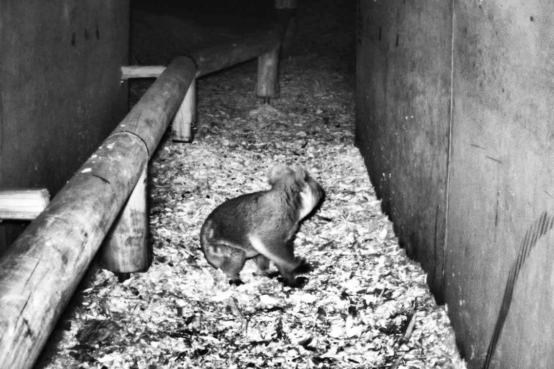 A koala looks around while travelling through a concrete tunnel