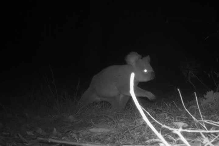 Black and white wildlife camera trap image of koala striding across landscape.
