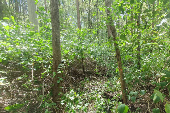 Landscape full of weeds
