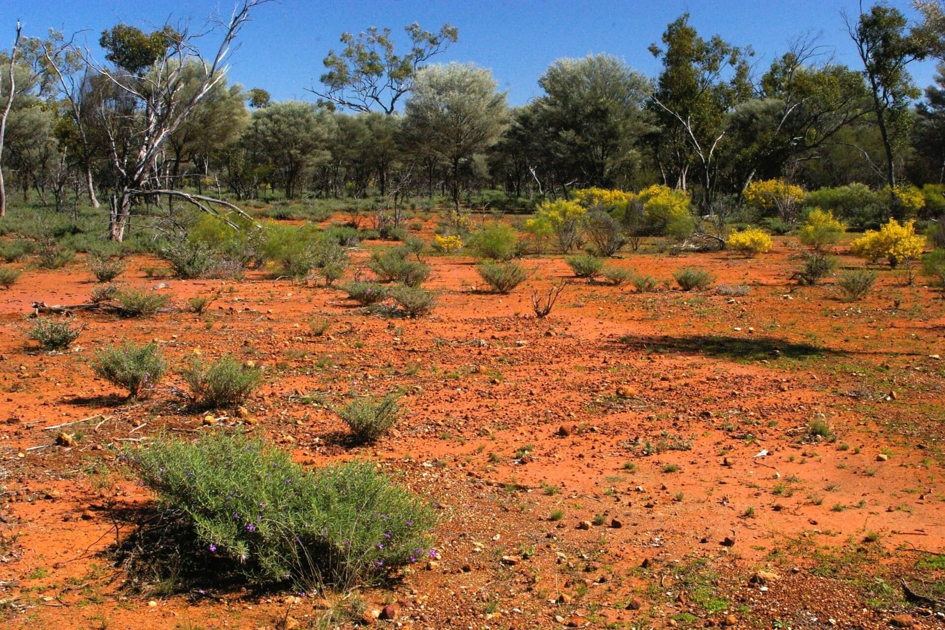 A dry landscape with bare, bright-orange soil and sparse low-growing vegetation, flanked by small trees in the distance