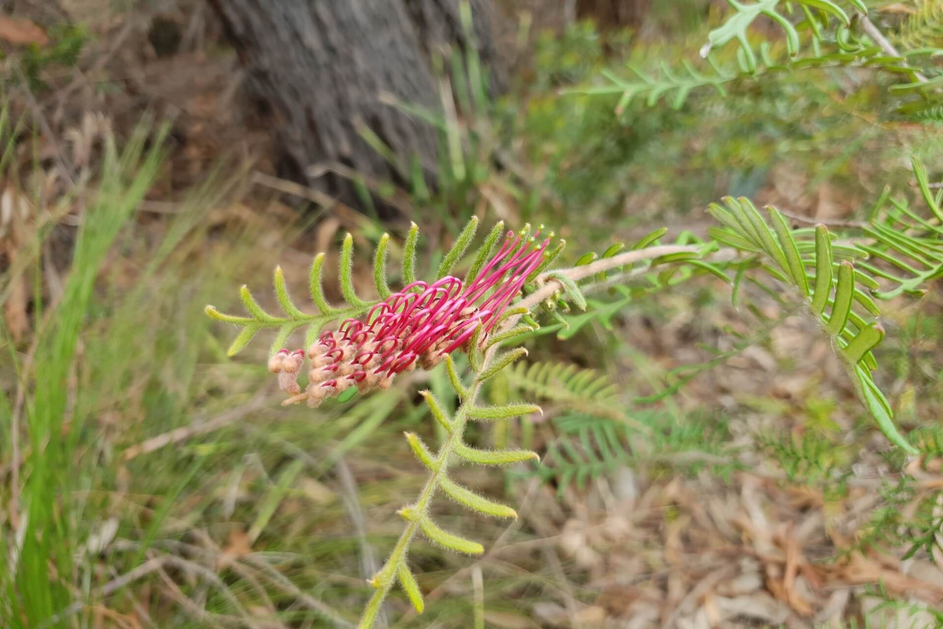 A spiky pinkish-red flower on a slim branch against a backdrop of leaf litter and vegetation