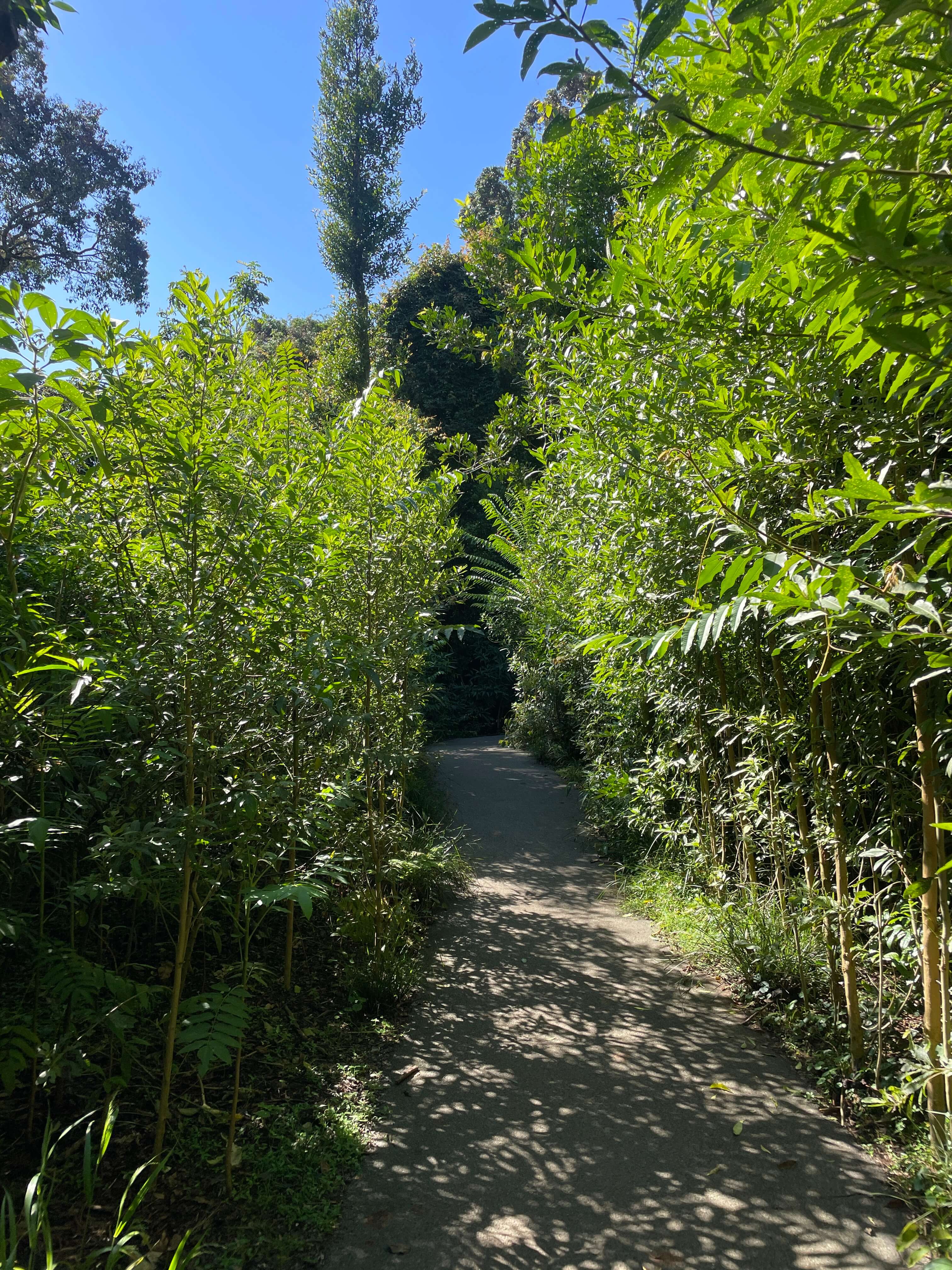 A track with small, bright green trees growing on either side, under a blue sky