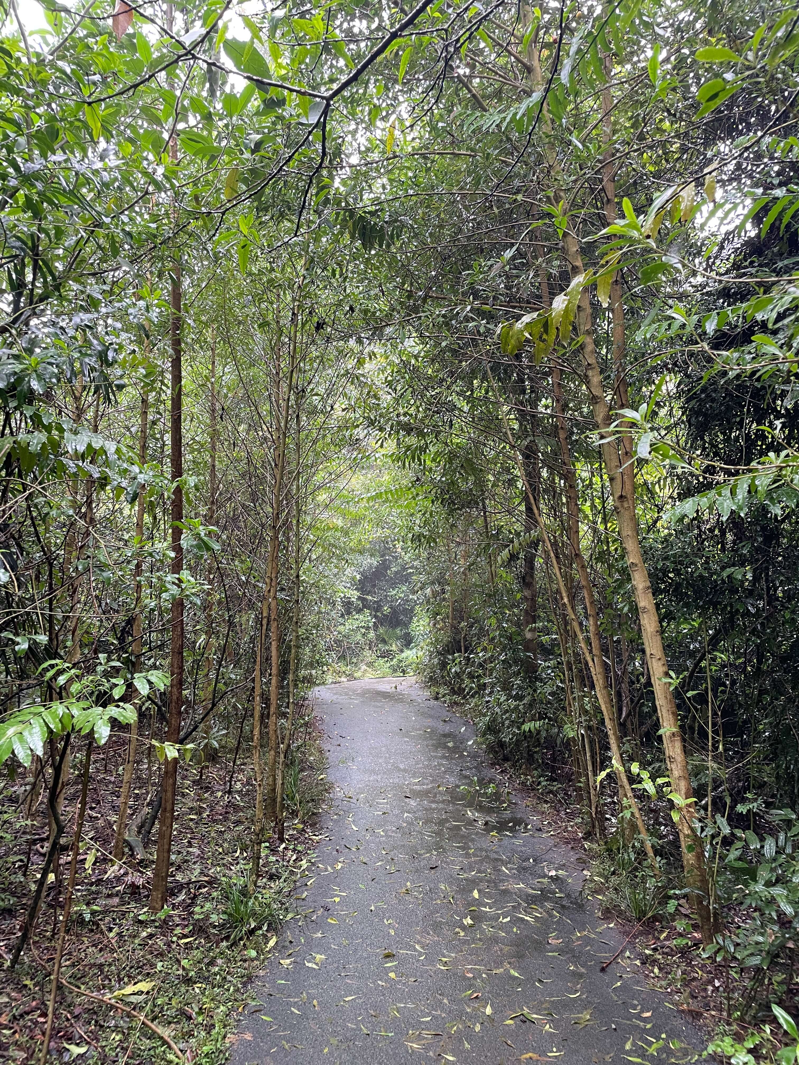 A track with tall trees on either side, blocking out the view of the sky